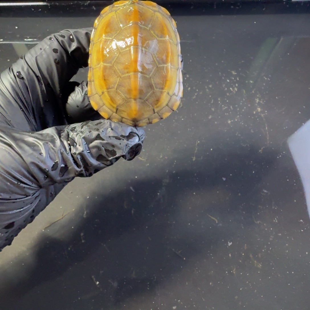 绿毛龟母江西草龟精品可爱龟