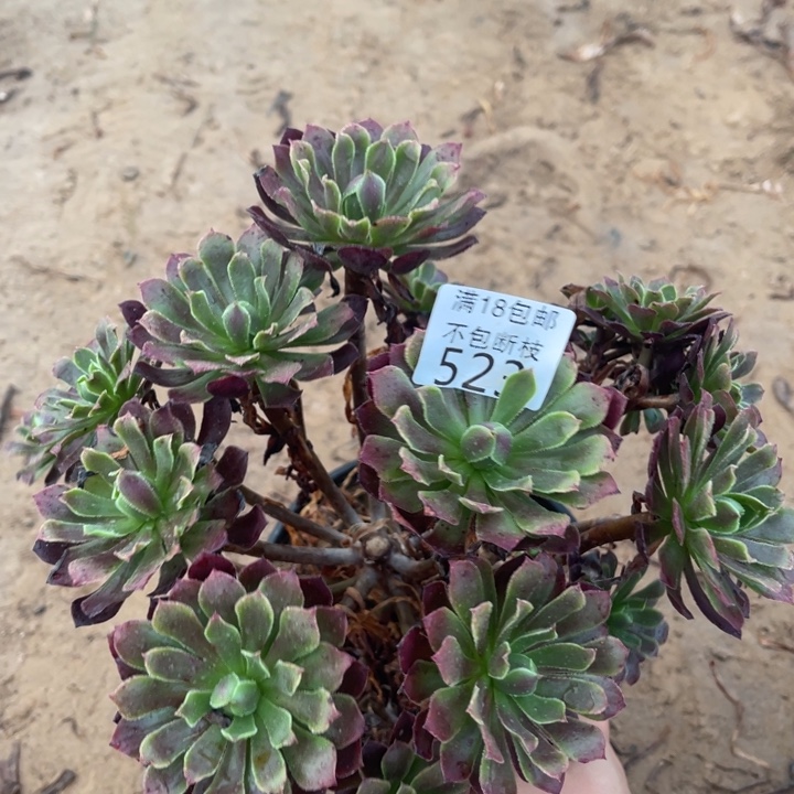 523黑铜壶变异绣球2