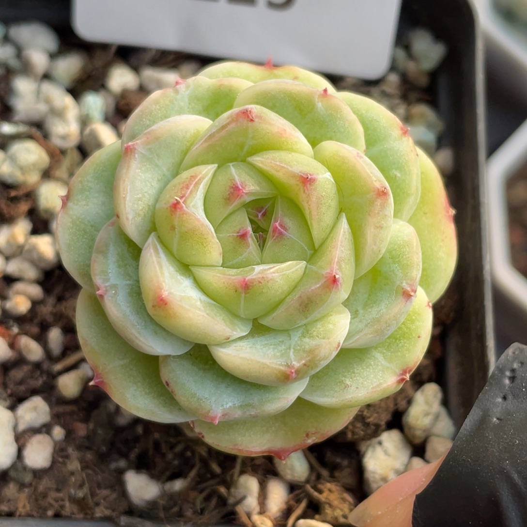 223号糖心冰心珍妮 哈密瓜