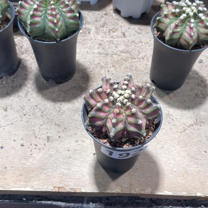 小***画192实生肋骨海神