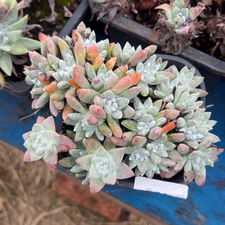 白姆仙女杯～一物一拍3002