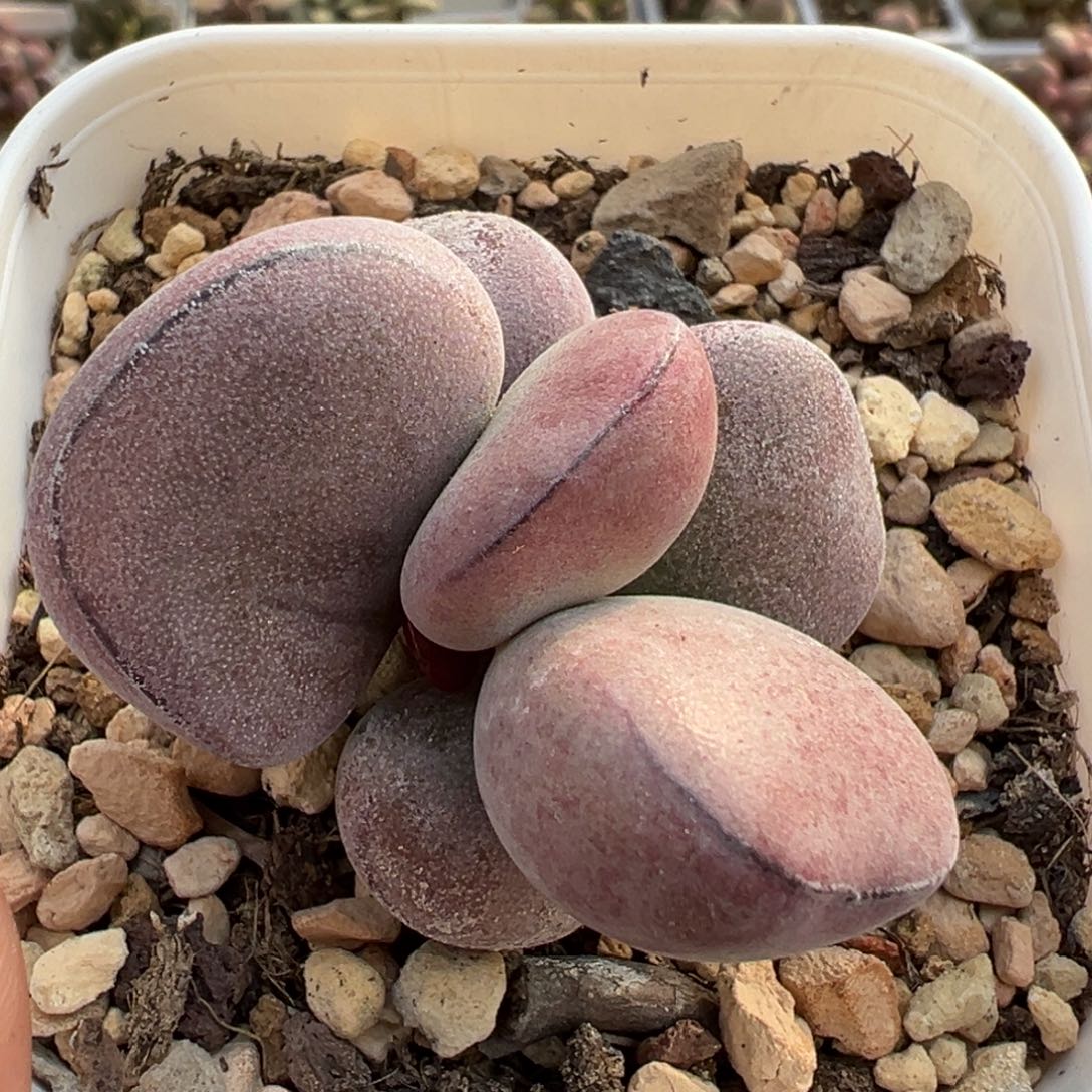 球球紫蛋单头花型纯木质桩多肉植物