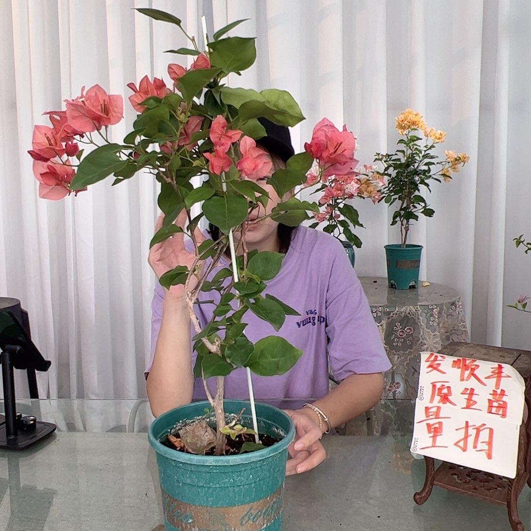 当前无花栽培后可以开花不甜西瓜一颗