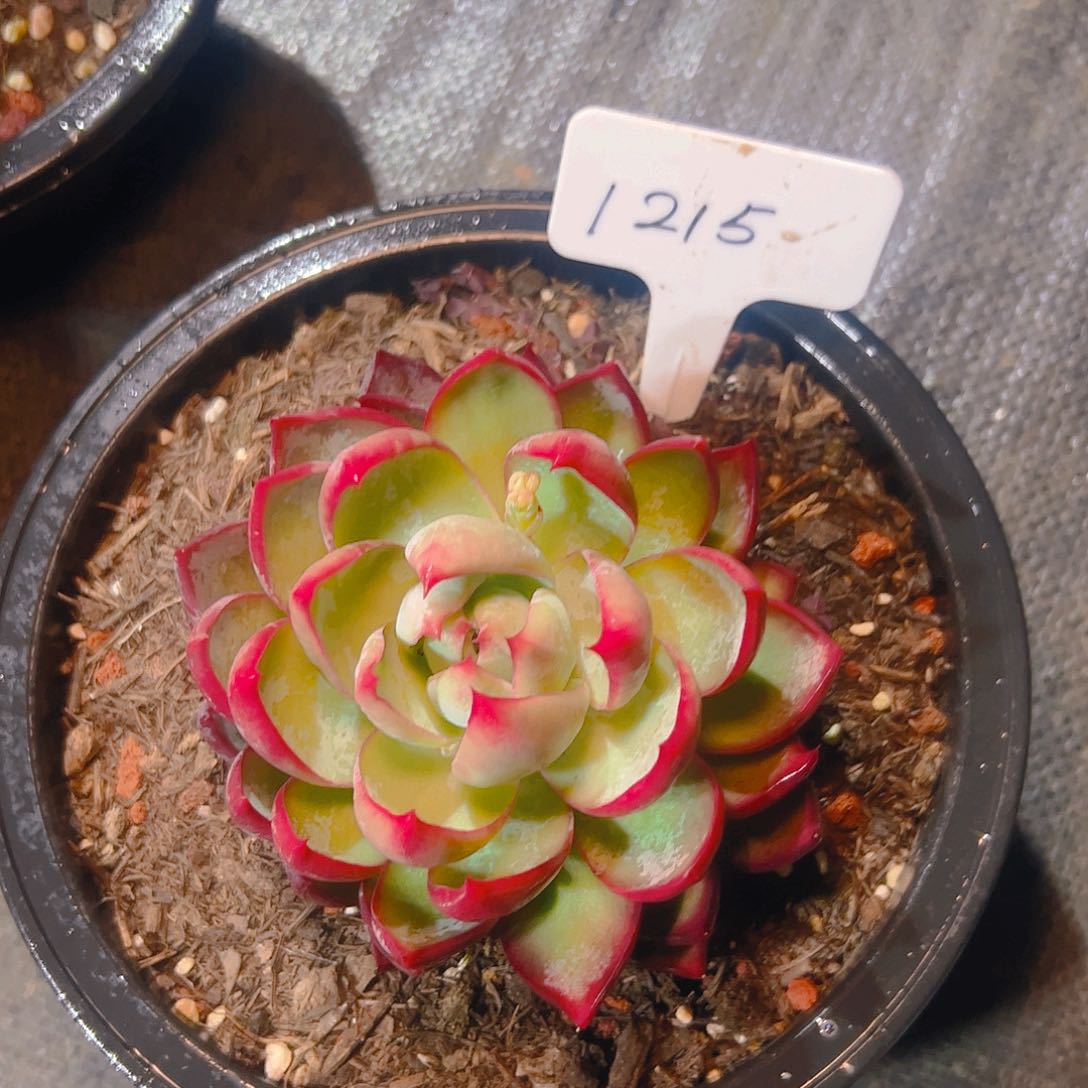 惊鸿仙子一物一拍1215号