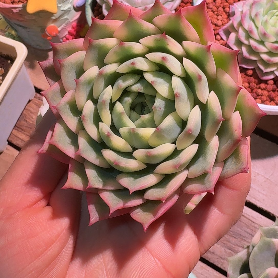 艾丽卡锦多肉多肉