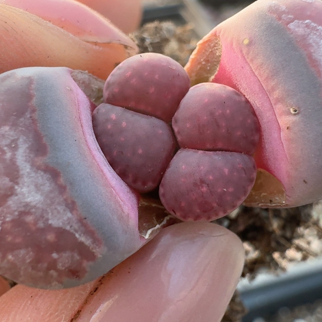 109一颗00000000000