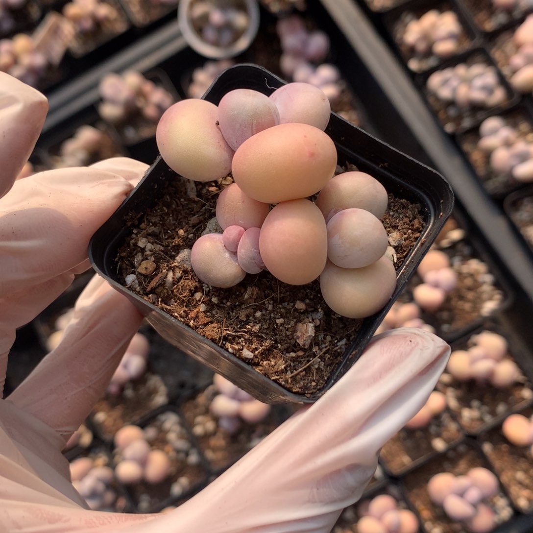 水光针奶多肉水光针