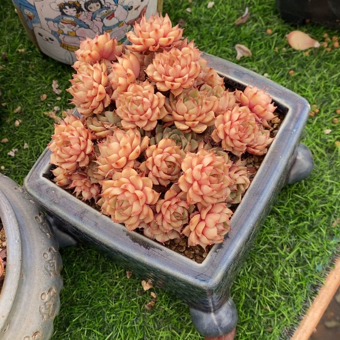 苯巴群生一物一拍