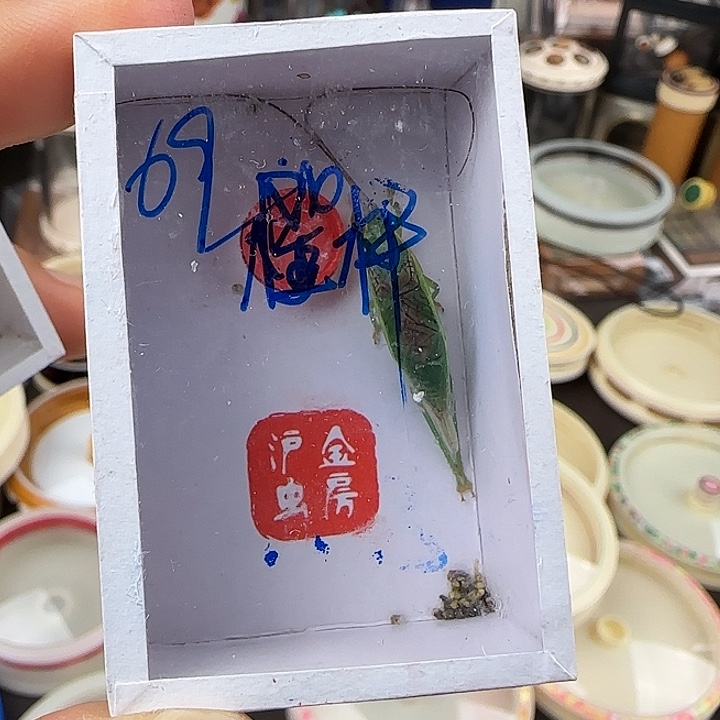 蟋蟀橙杆一条包邮