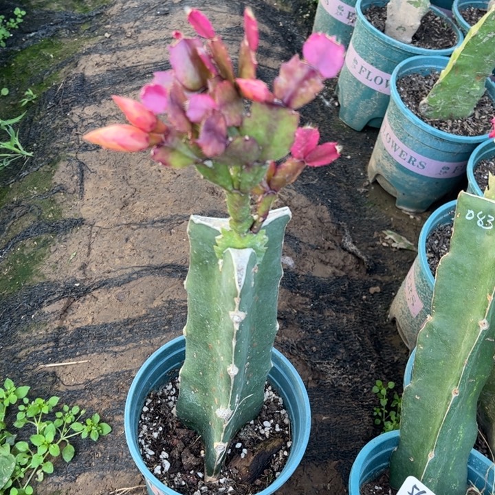 时***人57号双层芒果黄色重瓣瑕疵花