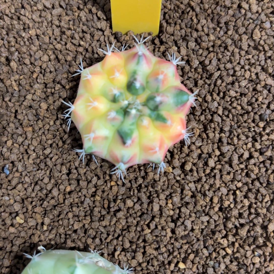 梦***回175-1223泰国发货多肉