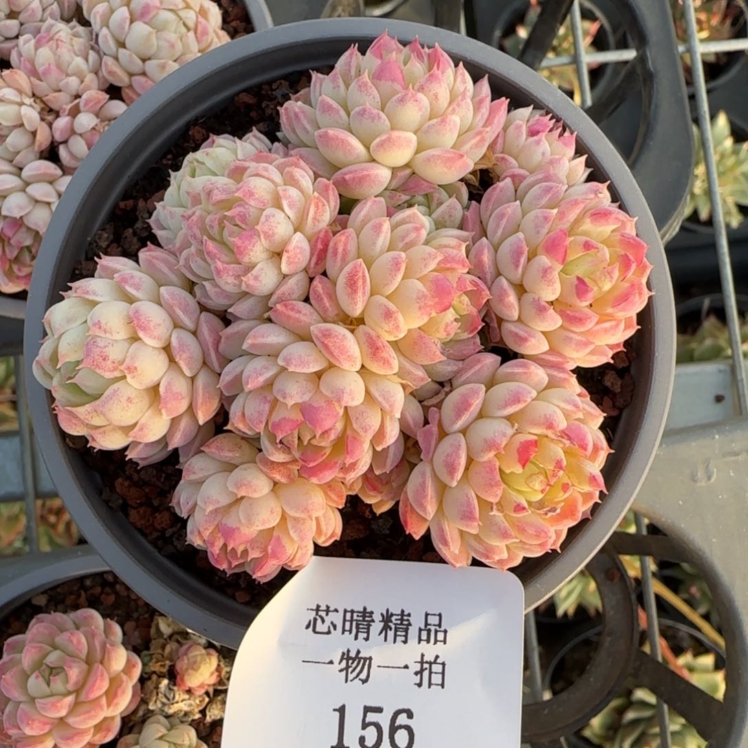 闪购精品多肉156号