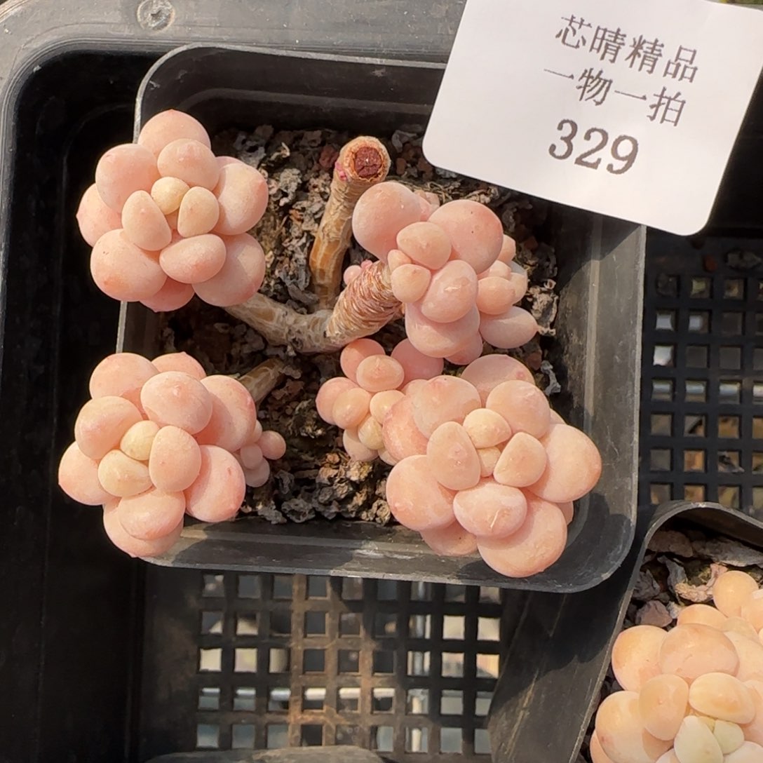 闪购精品多肉329号