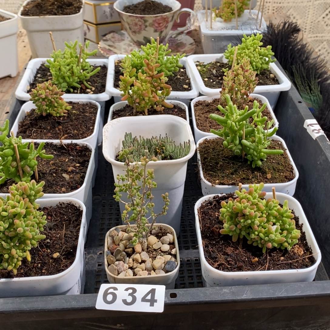 枝干番杏多肉植物634