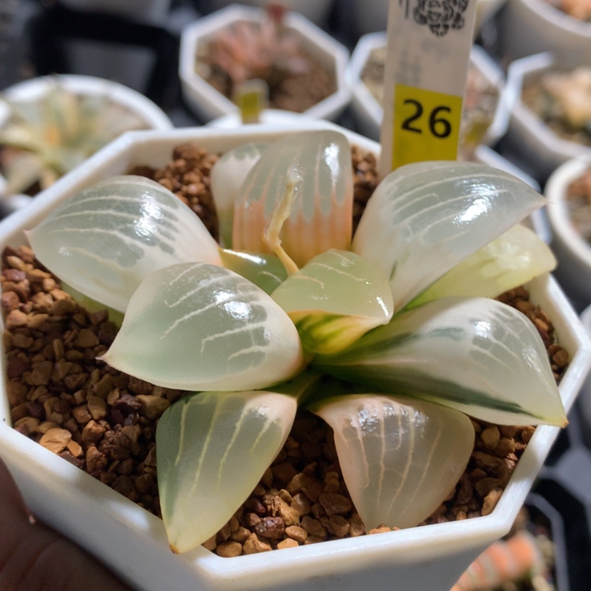 【闪购商品】26阿房宫糊斑