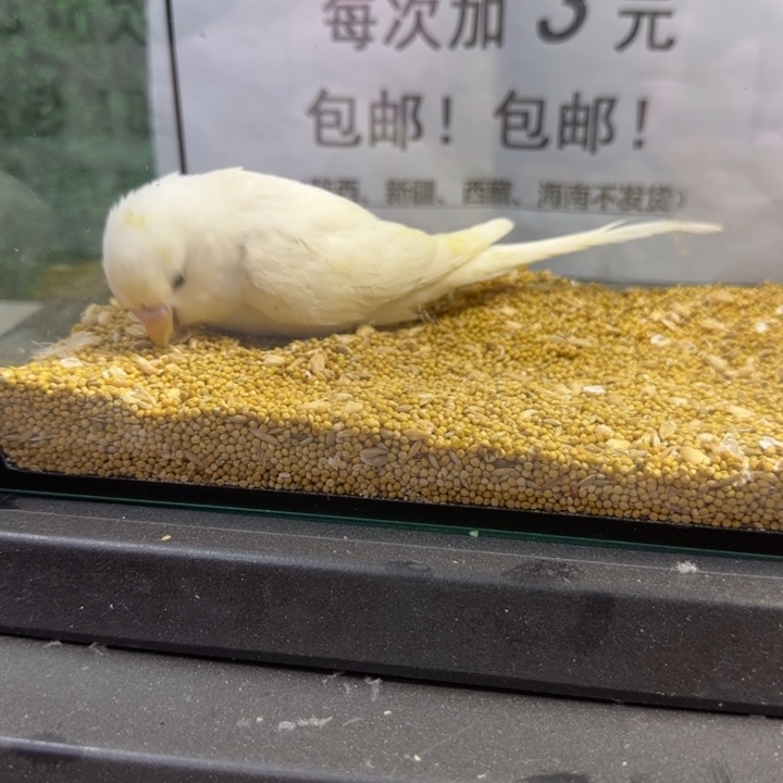 虎皮鹦鹉大头虎皮鹦鹉