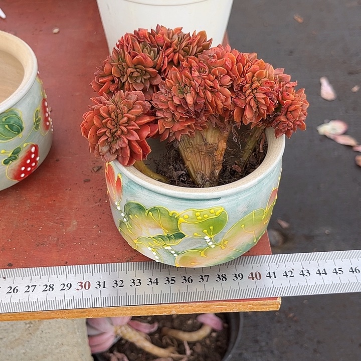 把***醒胖大欣家的多肉植物