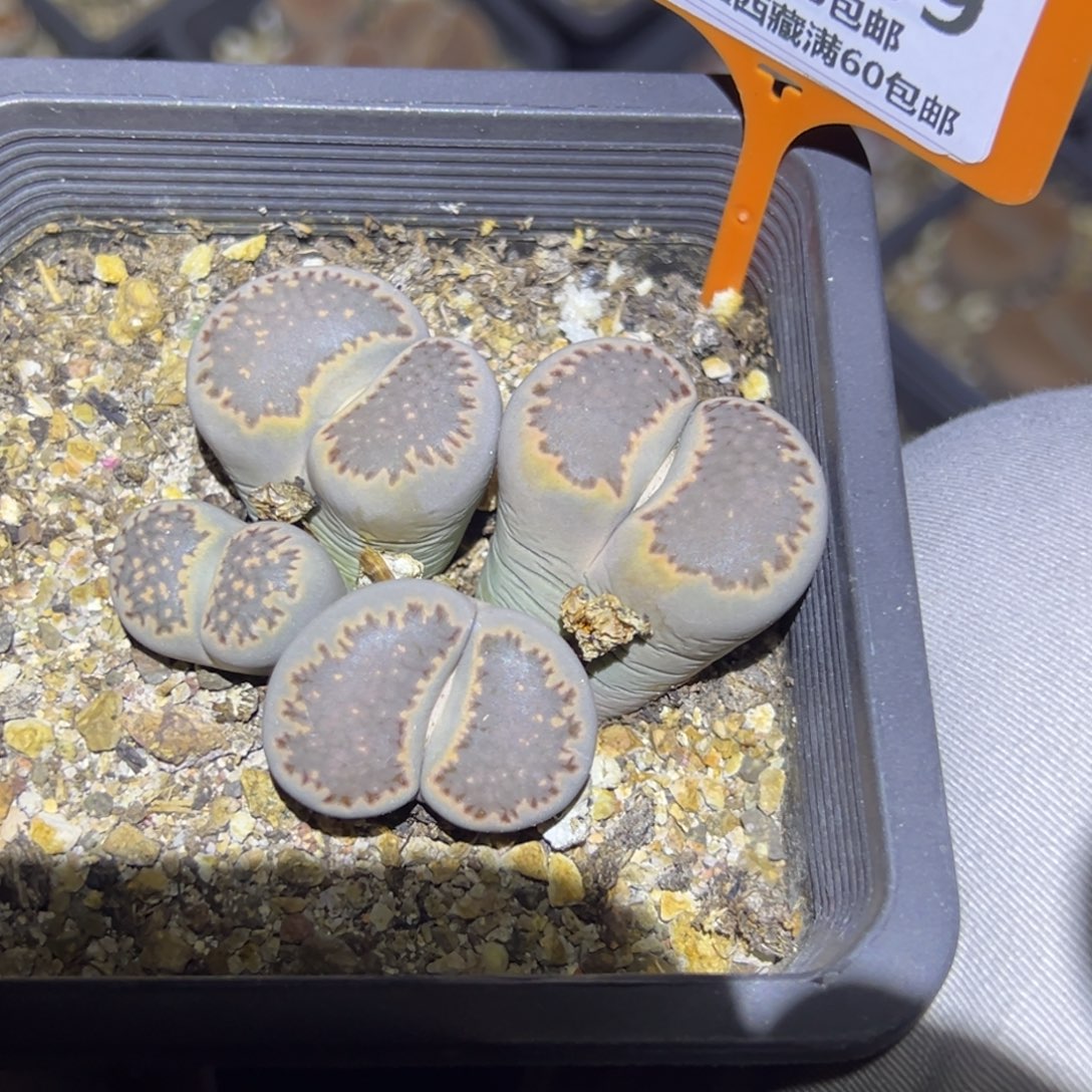 959 一物一拍，默认有伤，介意勿拍，不退不换