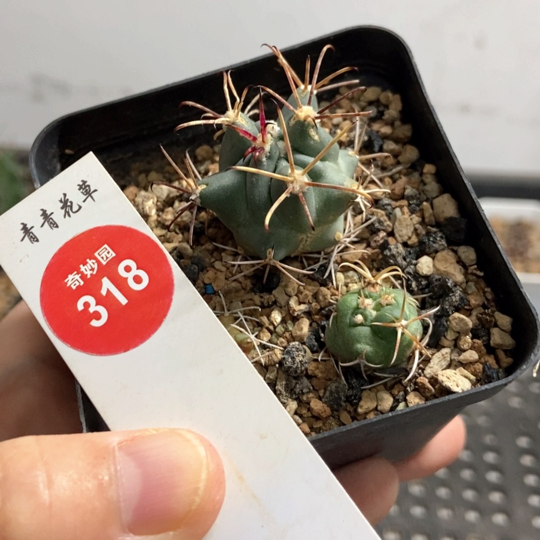 实生球两颗仙人球