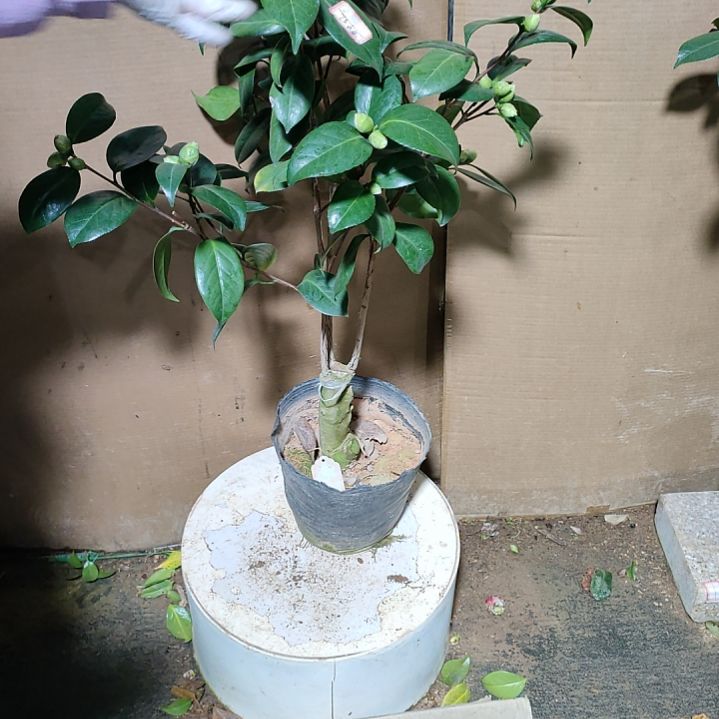 719雪中红，原盆原土发货，不包邮