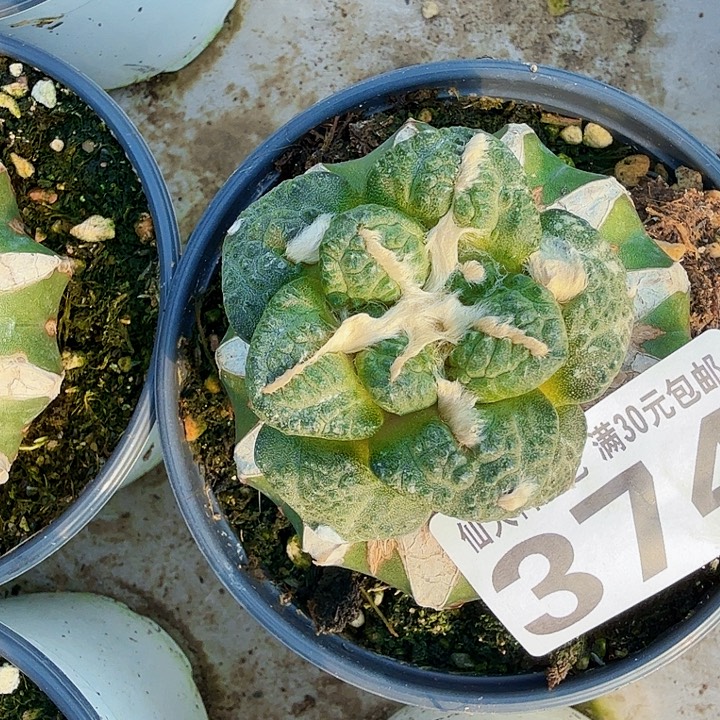 无花朵374蓝白肌龟甲连山东四