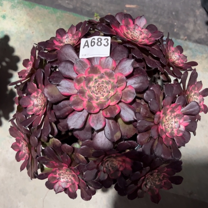 683多肉植物30厘米左右