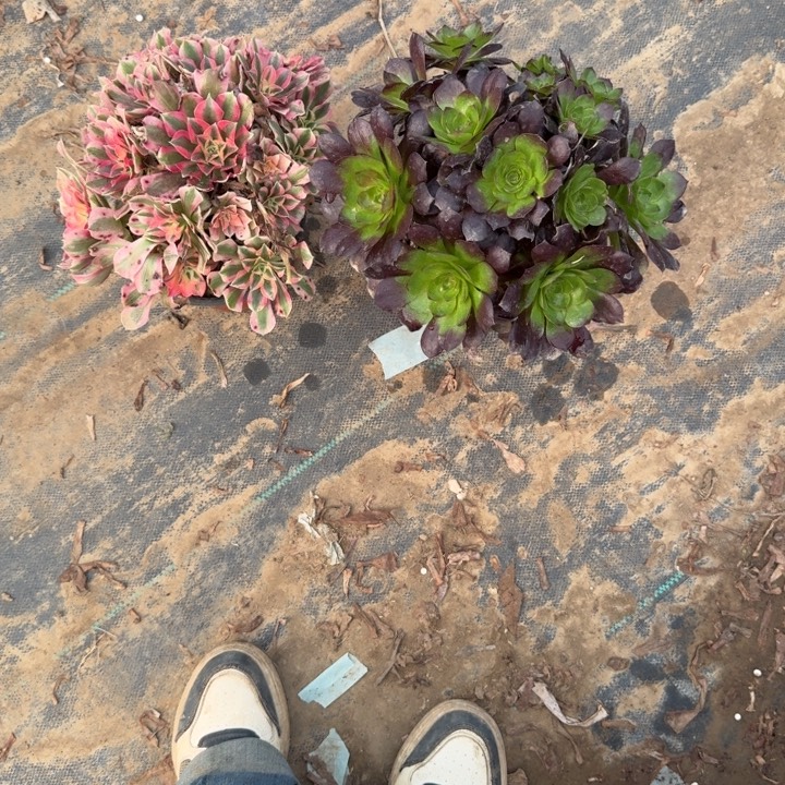 一单包邮不包侧枝27