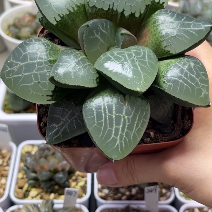 29水晶克哈哈哈哈哈哈