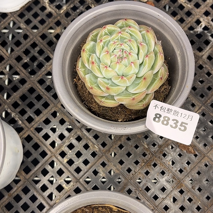 阿雅园艺。      8835雪花