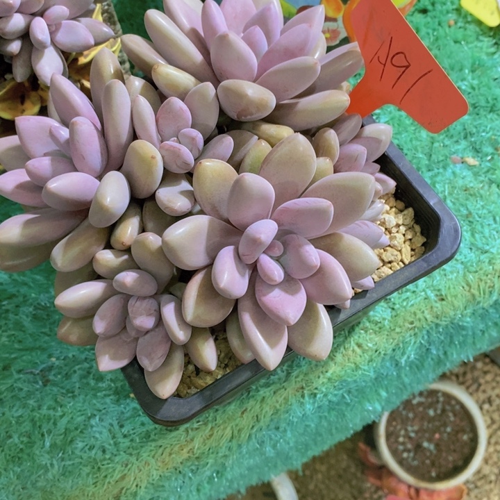  ***心这个我都看出来这