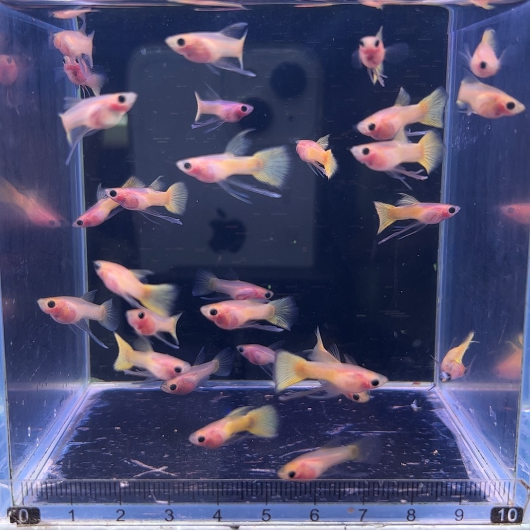 弘***弘孔雀鱼黄金长公26条