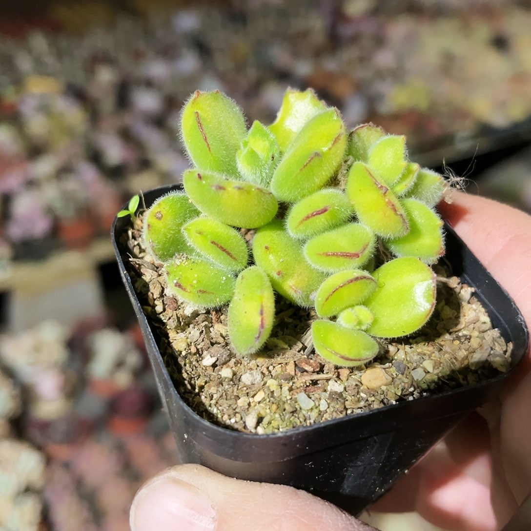 水***心51多肉植物提取萃取剂