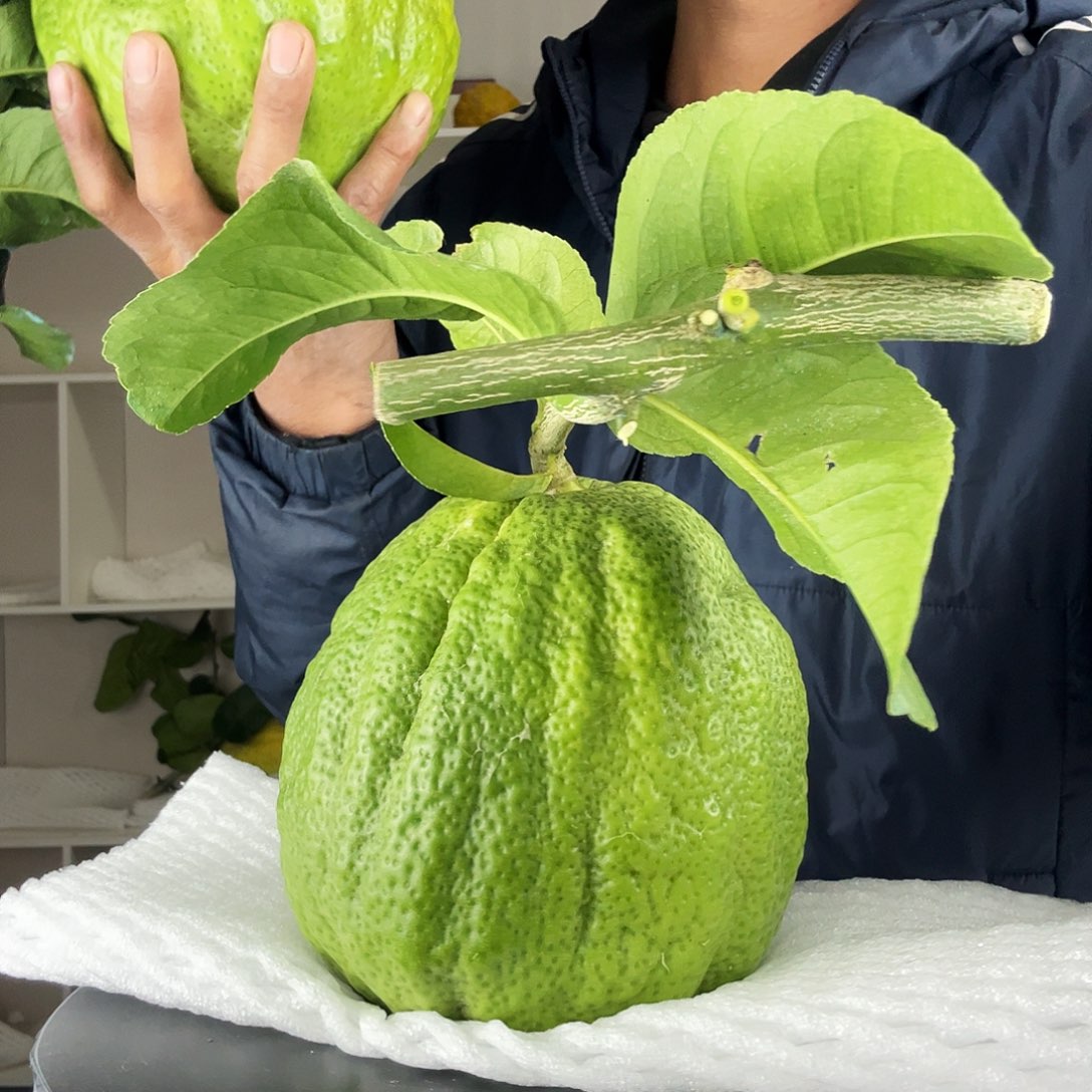 K***g香水柠檬云南高山大香橼