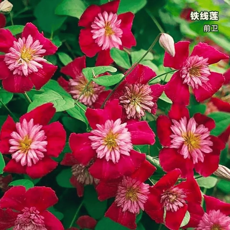 前卫3类铁线莲小苗盆栽