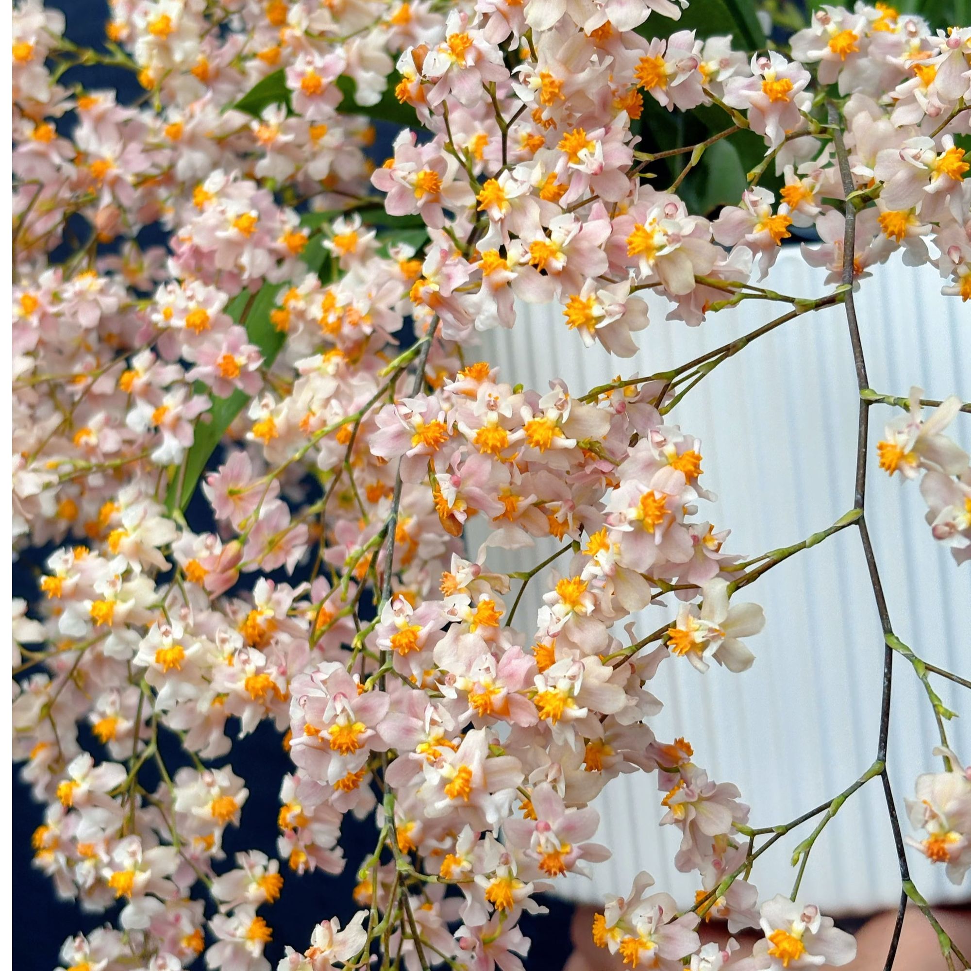 梦香兰香槟色 5支以上花箭盆栽兰花 文心兰 客厅书房 养护