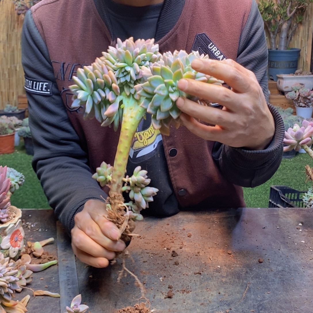 ღ*己103号淡雪缀多肉