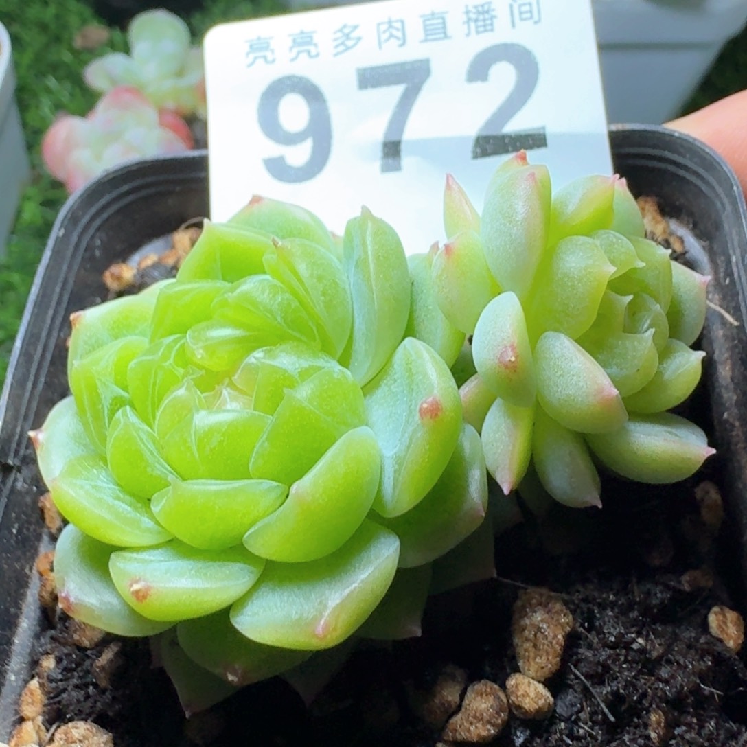 泼天财富            精美多肉植物