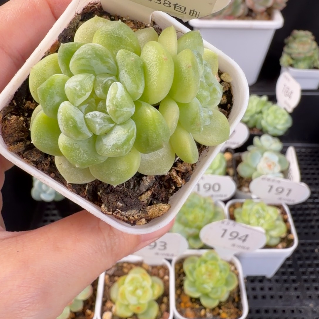 隐藏财富双头195号一颗