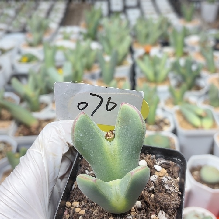 淡***然076斤斤计较家健健康康