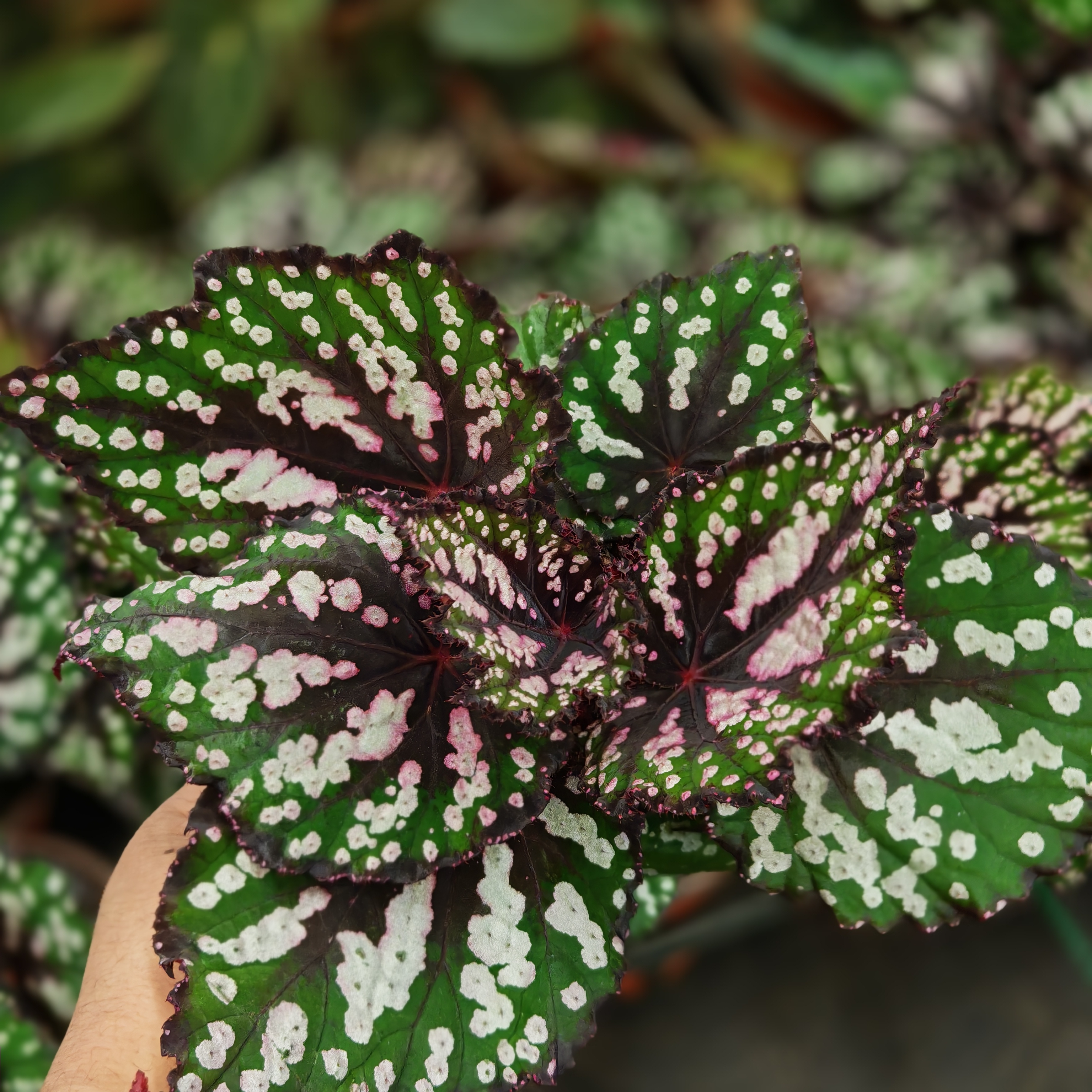 跳跳糖秋海棠室内观叶植物秋海棠盆栽好养