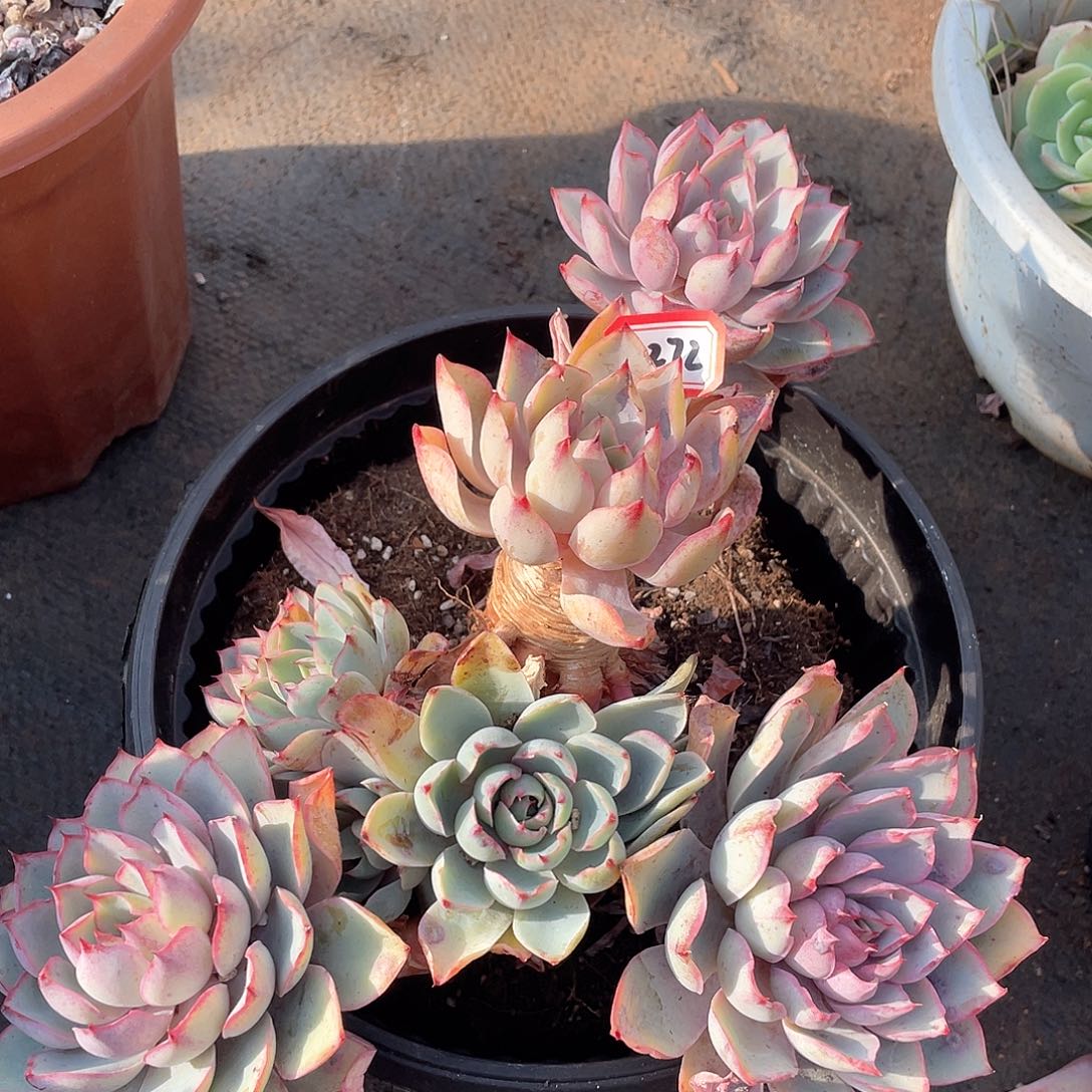 1272赫拉一物一拍多肉