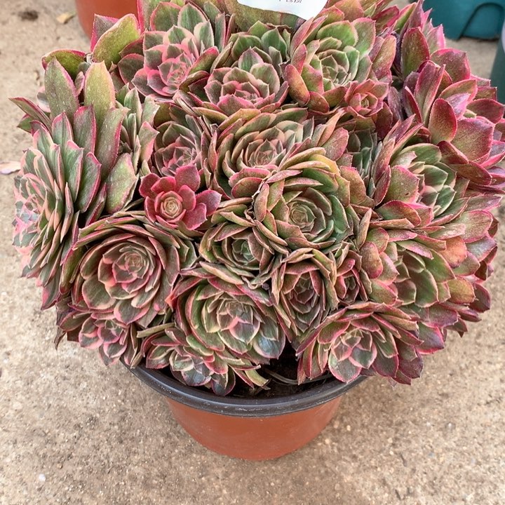 375莲花座多肉植物