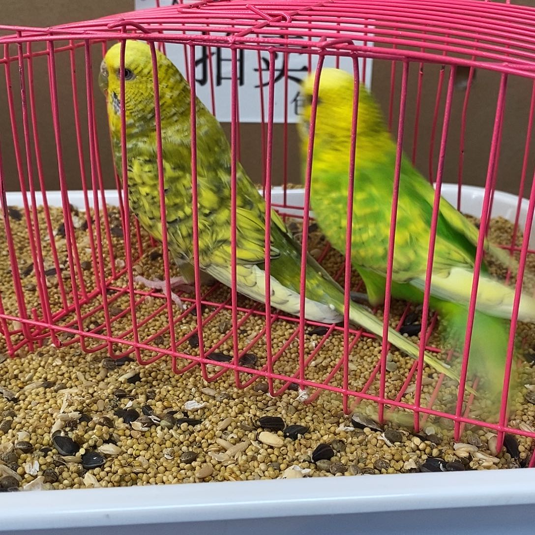 虎皮鹦鹉大头虎皮