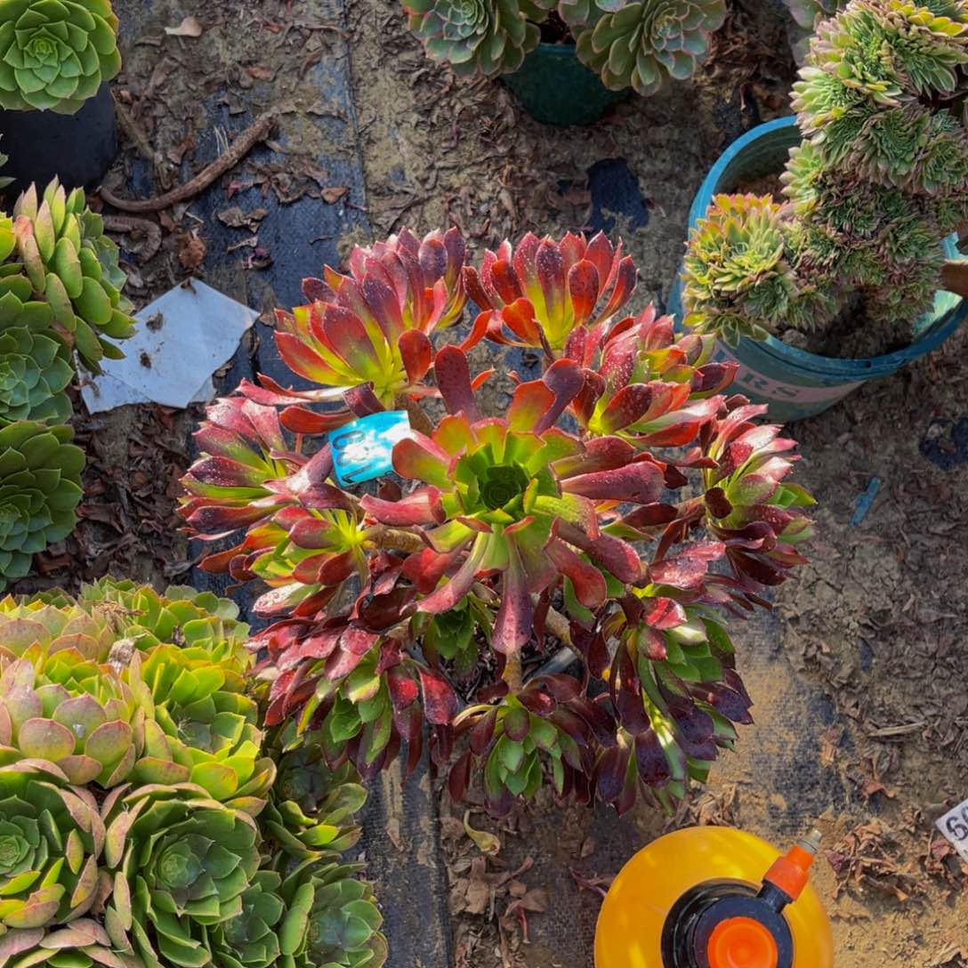 黑法师朵朵花花1-15