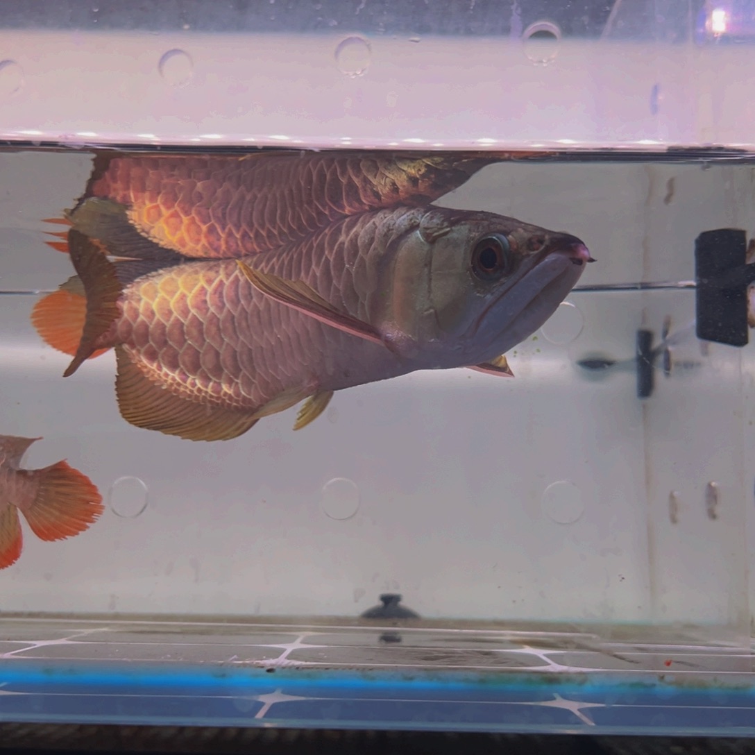 海水鱼超***A马来西亚古典过背金龙