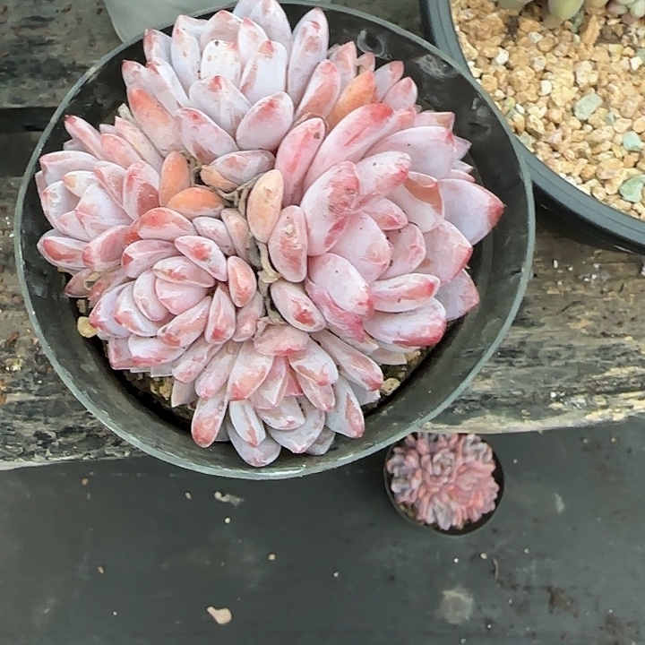 青蛙王子儿童牙膏11