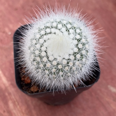 白小丁单3仙人球