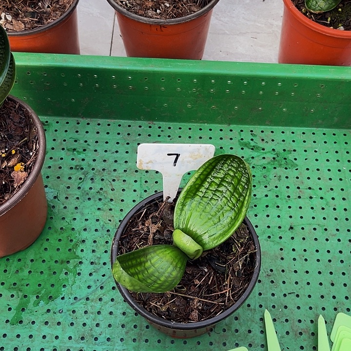 完全开放十八苗子