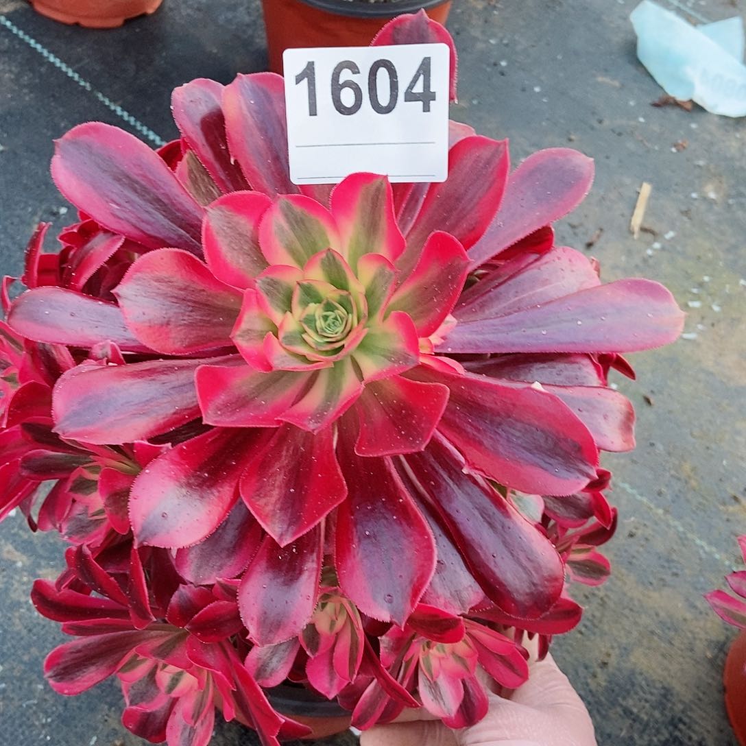 红陶1604美杜莎3多肉