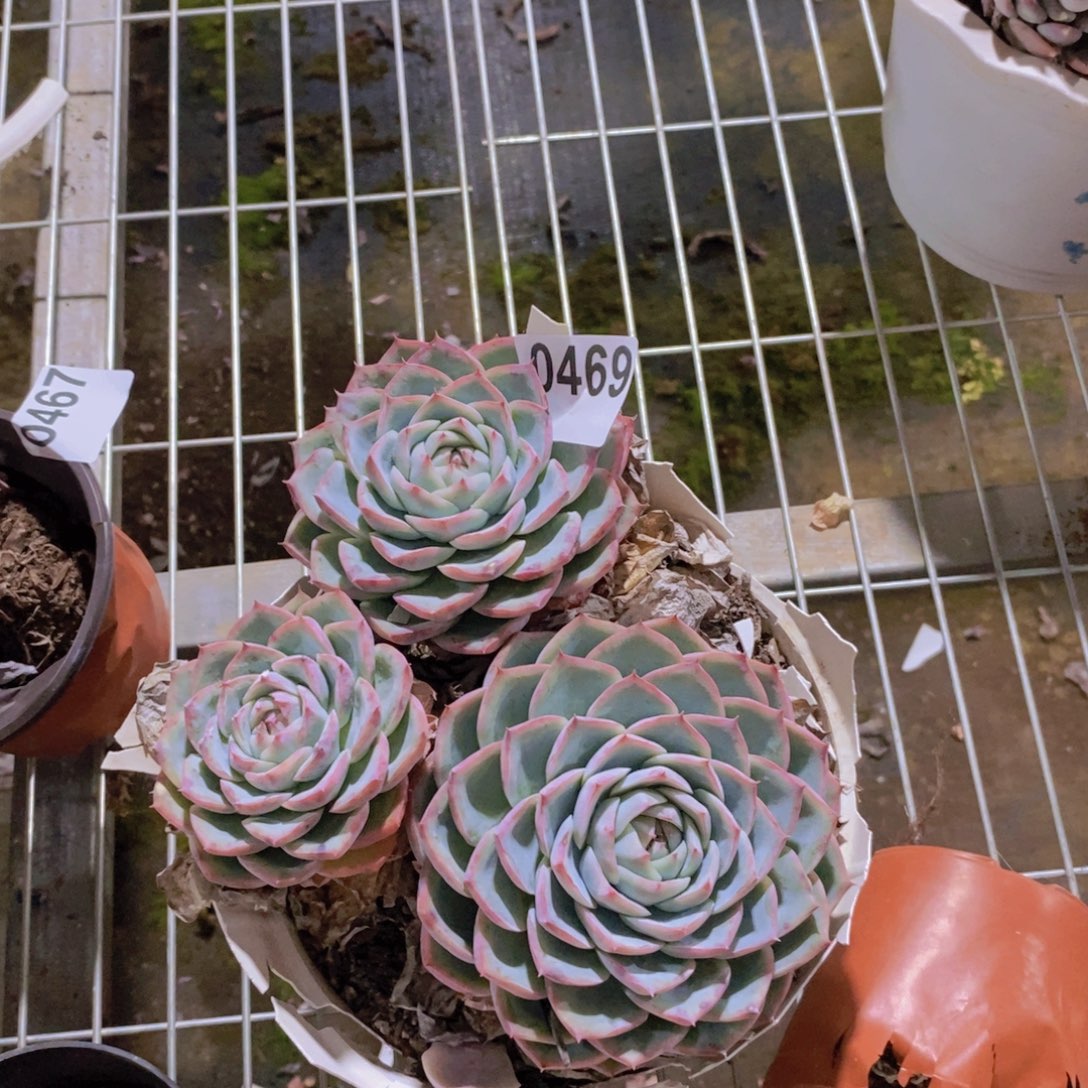 0469侧影多头一物一拍